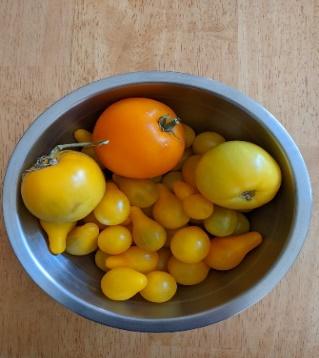 My yellow cherry tomatoes